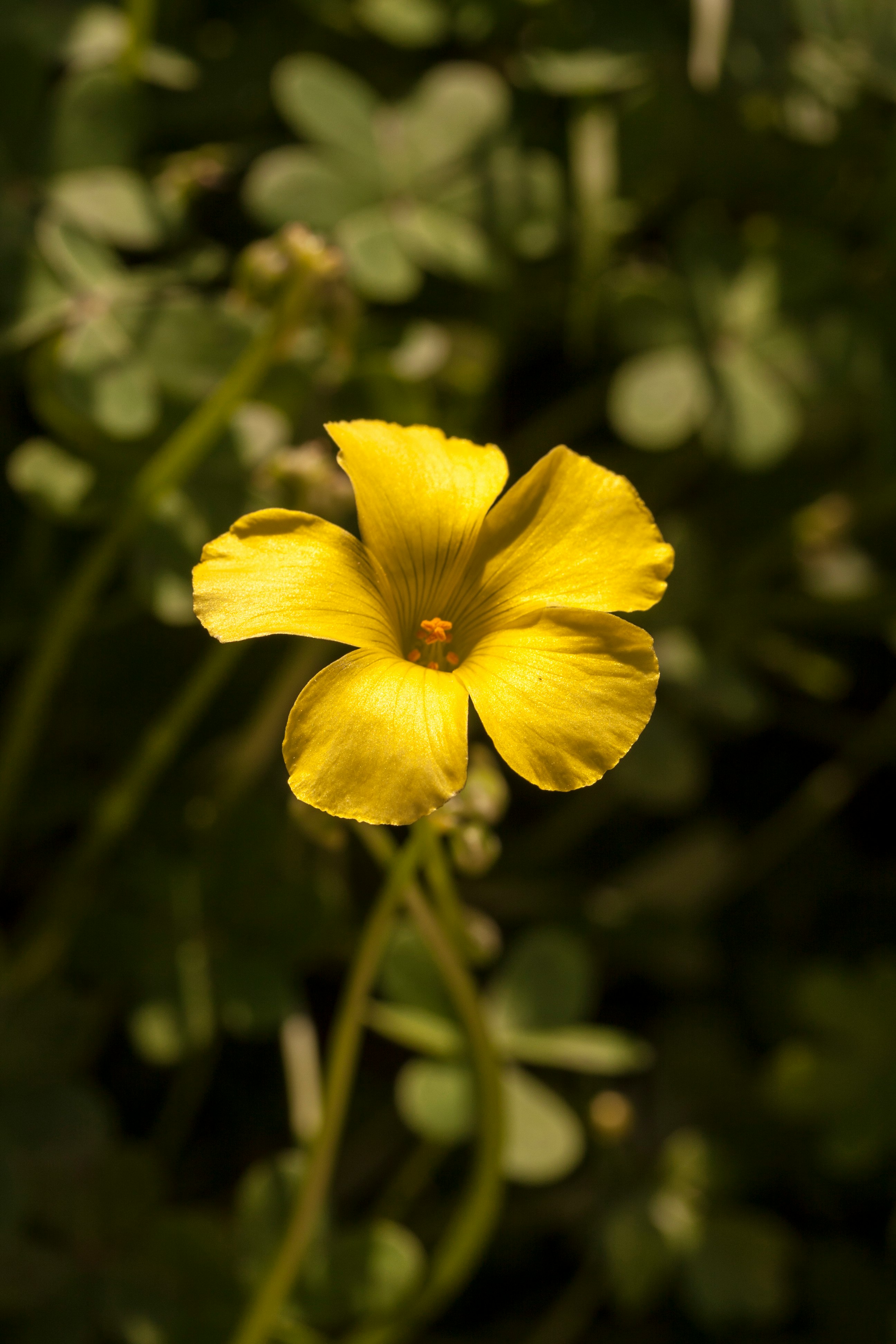 yellow flower in tilt shift lens